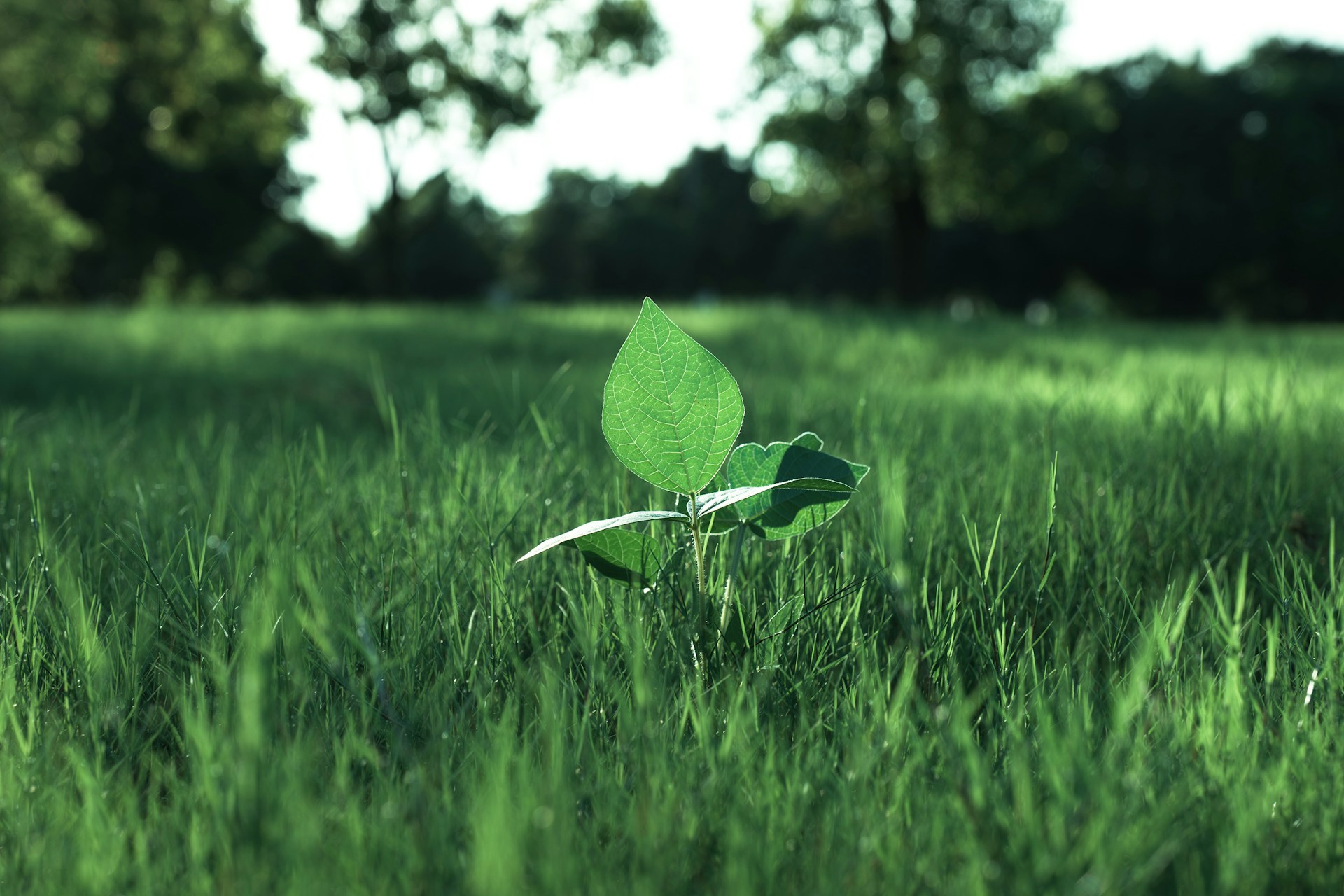 plan vert vitalité credit 