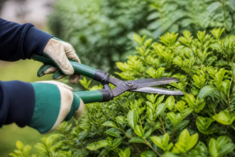 Mains d'un jardinier taillant une haie avec un sécateur, geste précis et soigné.